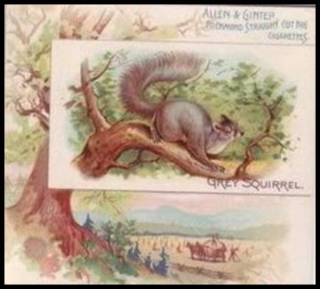 17 Grey Squirrel